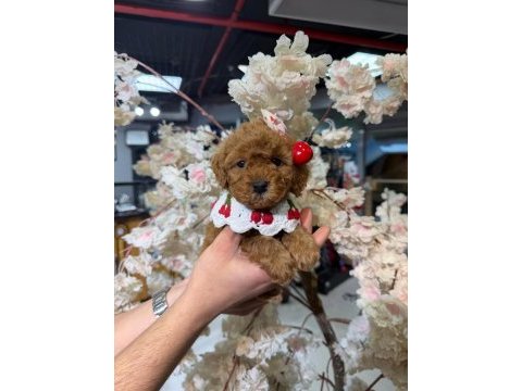 Toy garantili poodle bebekler