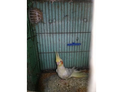 1 yaşında hiç eşe atılmamış kırmızı göz sultan papağanı