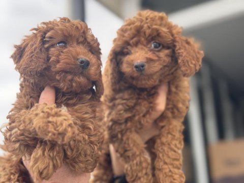 Boy ve kg ram garantili toy poodle yavrularımız