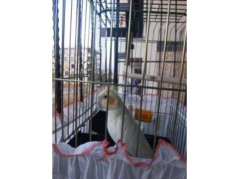 Ele alışkın 8 aylık erkek sultan papağanı