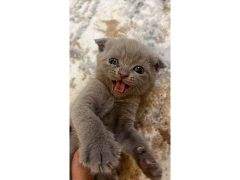 Bristh shorthair ve scotih fold yavrularimiz