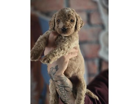 Ruhsatlı çiftliğimizden dev poodle yavruları