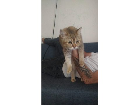 6 aylık erkek british shorthair