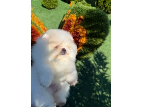 En iyisini arayanlar için fcı export sçr li pomeranian