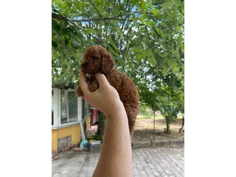 2.5 aylık toy poodle