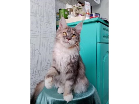 Maine coon dişi kedimiz