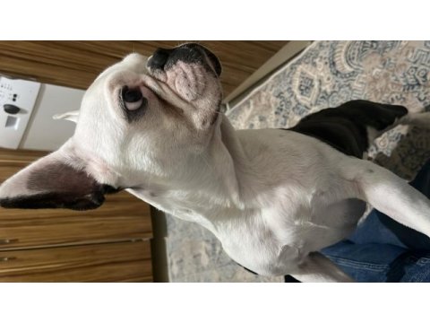 Sevimli french bulldog köpeğimiz miya