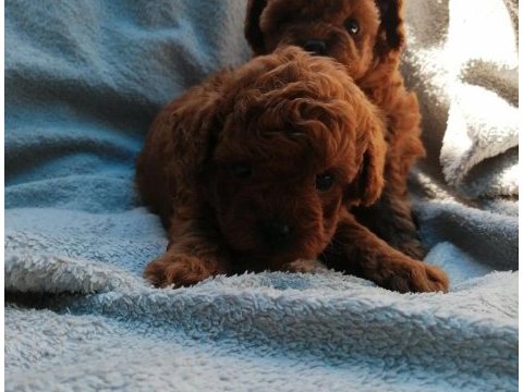 Teddy face poodle