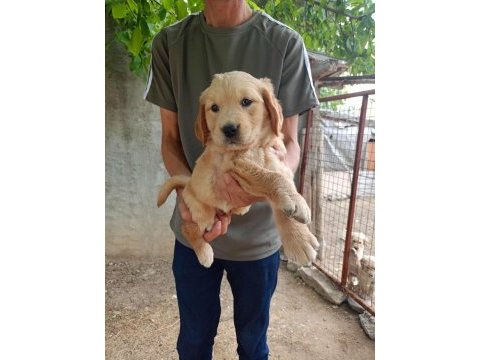 Dişi 43 günlük golden retriever