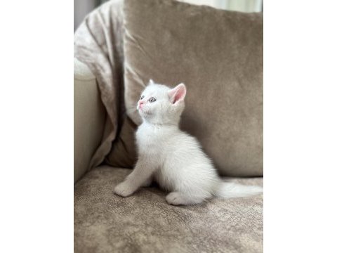 Beyaz erkek british shorthair