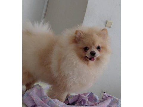 8 aylık dişi pomeranian uyguna