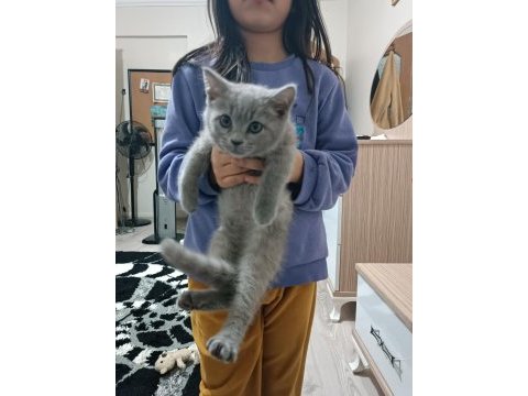 British shorthair