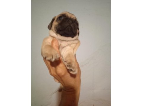 Pug mops yavrularımız