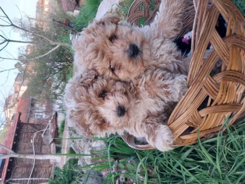 Maltipoo yavrularımız