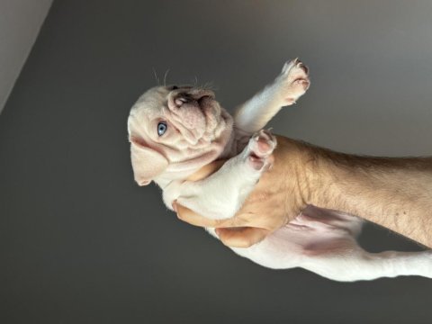 İzmir french bulldog köpekler
