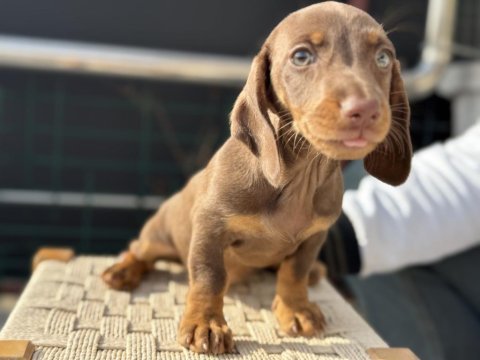Petmode köpek çiftliğinden dachshund yavrumuz