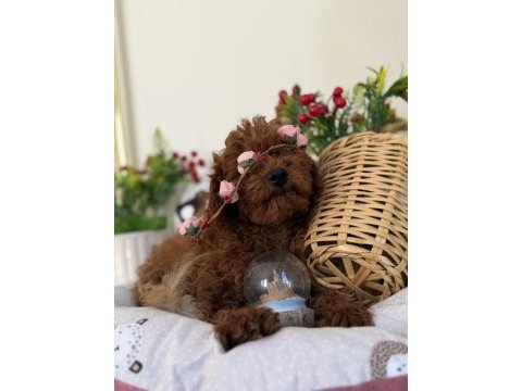 Poodle bebekler