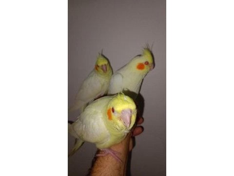 Lutino sultan papağanları