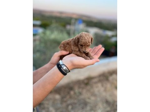 Safkan, saglık ve ırk garantılı 1 aylık toy poodle yavrular