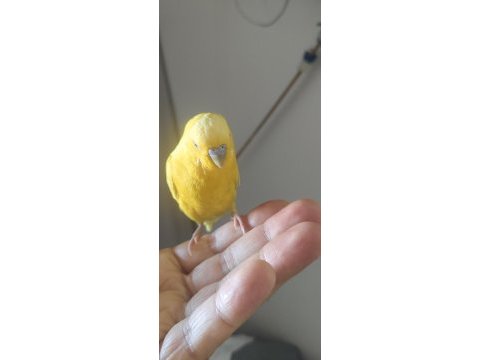 Muhabbet kuşu kafesiyle birlikte