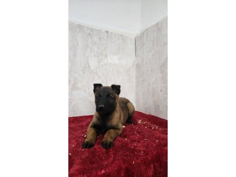 Efsane malinois yavruları