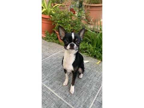 Tea cup chihuahua oğluma eş arıyorum