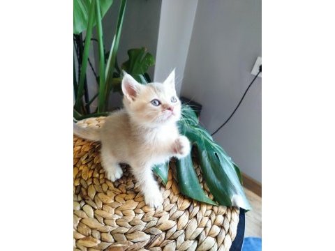 6 haftalık yavru kedilerimiz