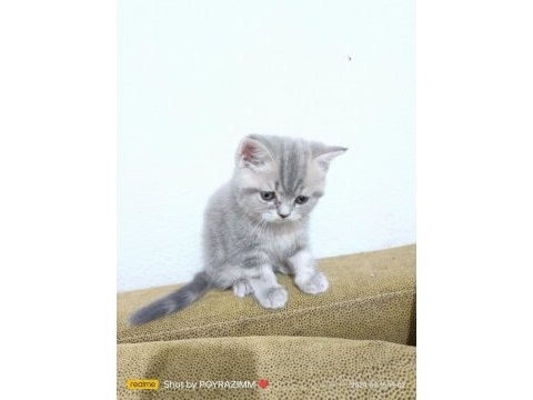 2 aylık orjinal british shorthair