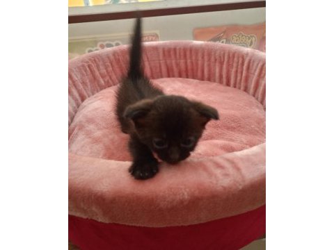 Yavru scottish fold yavrularımız yeni sahibini bekliyor