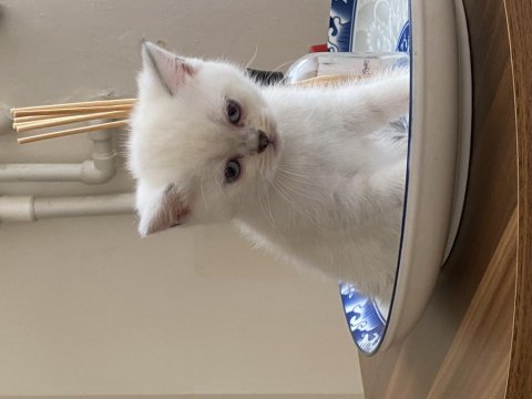 Harika chinchilla sevecen yavrularımız