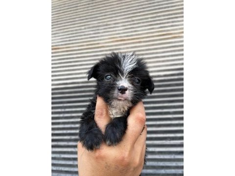 Terrier bebeklerimiz teslime hazırlanıyor