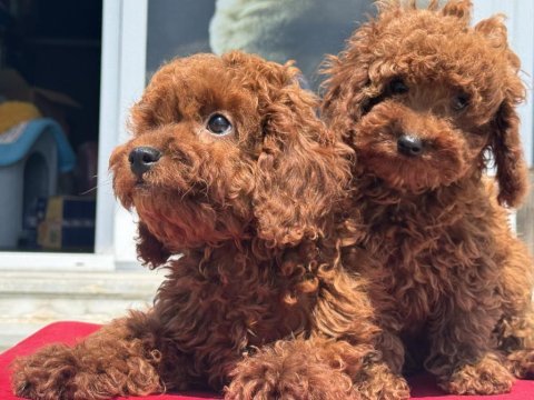 Anneler gününe özel redbrown toy poodle yavrularımız