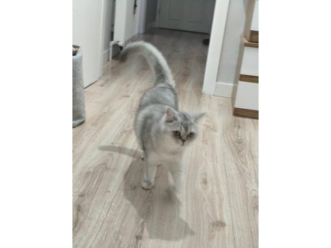 Sevimli kedimiz dino muza kalıcı yuva arıyoruz