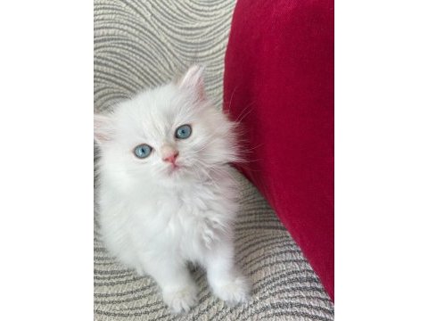 British longhair dişi yavrular