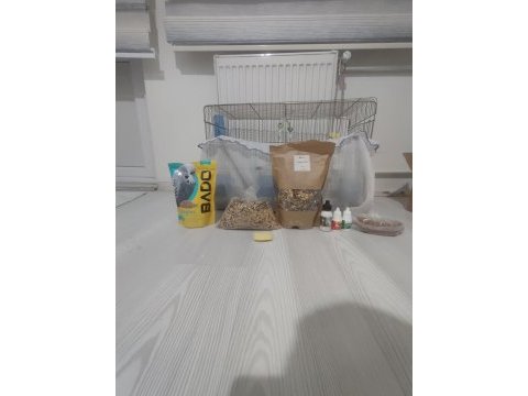 Full + full evcil sultan papağanı