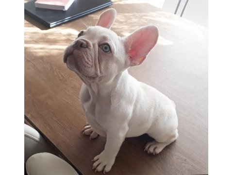 Üst düzey exotic french bulldog 4 aylık erkek
