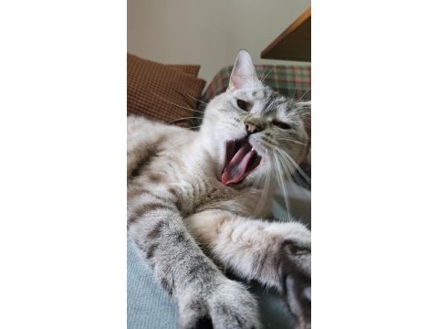 British shorthair bayram şekeri