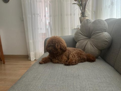 Yetişkin teddy poodle 20 cm omuz yüksekliği 2 kg