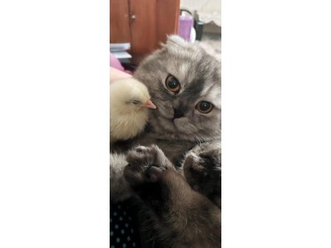 Acil satılık scottish fold