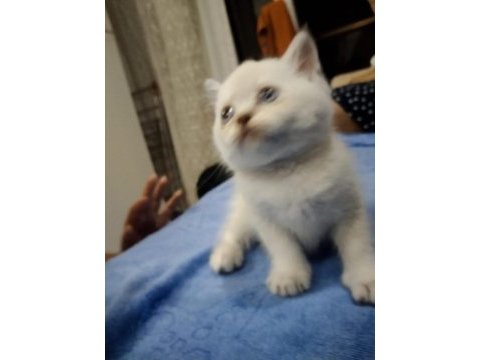 Blue point british shorthair