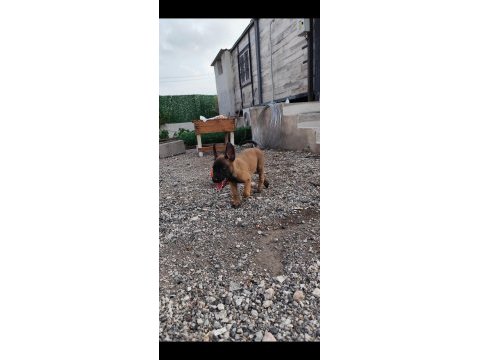 A+ kalite belçika malinois yavrular