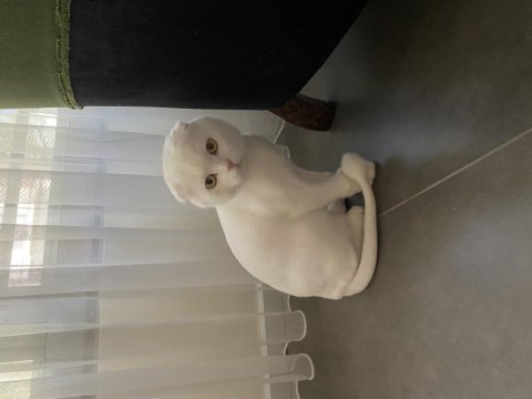 Scottish fold yavrumuza yuva ücretsiz sahiplendirme