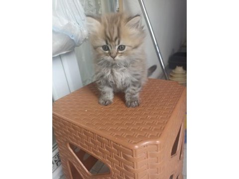British longhair yavrumuz yeni ailesini bekliyor