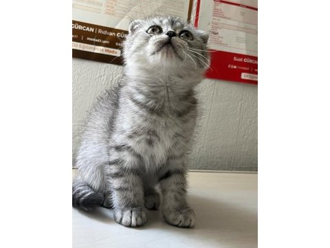 Scottish fold