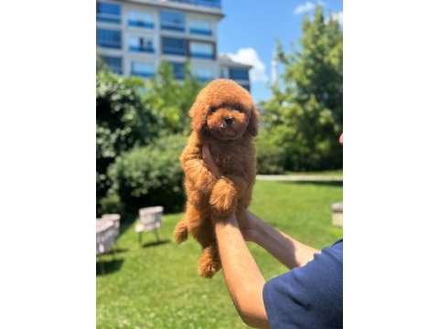 Toy poodle bebek köpekler