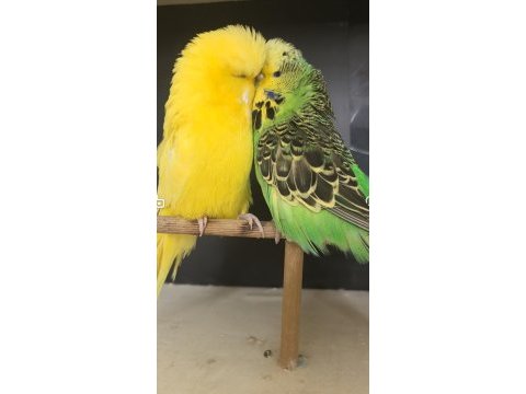 Hazır takim ve tekleme show ve jumbo muhabbet kuşları