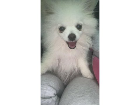 2 buçuk aylık pomeranian