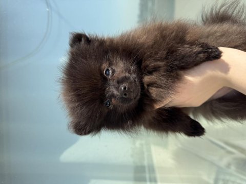 Pomeranian 3 aylık
