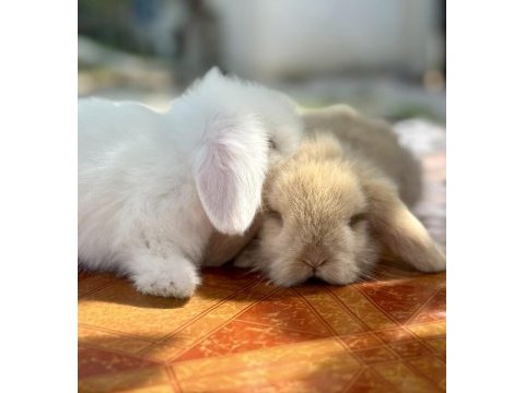 Hollanda teddy lop beyaz mavi göz tavşan