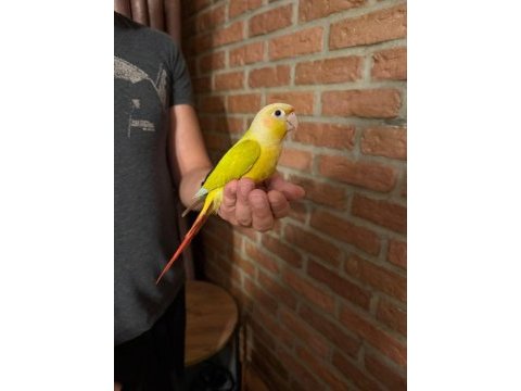 Suncheck bebek konur papağanı